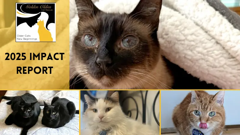 golden oldies cat rescue report cover